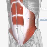 transverso del abdomen: tu musculo estabilizador